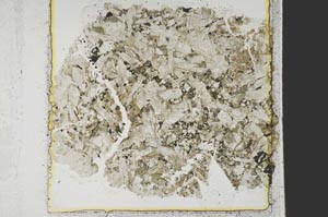 Plane Polarized, S40118