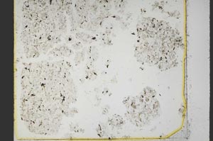 Plane Polarized, S40121