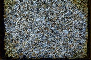 Cross Polarized, S40132