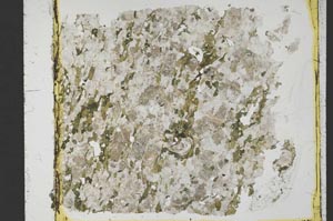 Plane Polarized, S40134