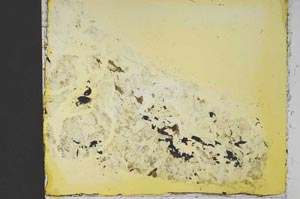 Plane Polarized, S40192