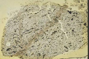 Plane Polarized, S40193