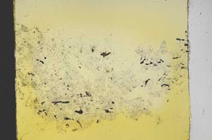 Plane Polarized, S40195