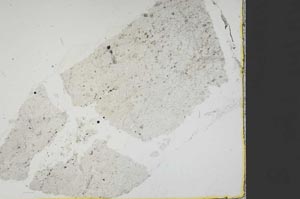 Plane Polarized, S40229
