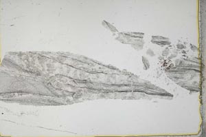 Plane Polarized, S40234
