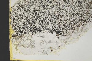 Plane Polarized, S40265