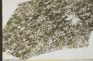 Plane Polarized, S40276