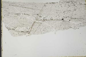 Plane Polarized, S40283