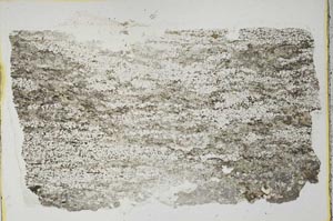 Plane Polarized, S40313