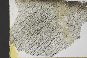 Plane Polarized, S40317