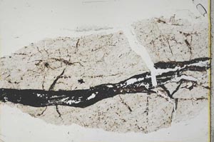 Plane Polarized, S40391