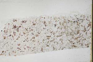 Plane Polarized, S40399