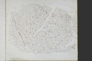 Plane Polarized, S40435