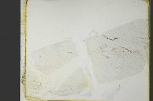 Plane Polarized, S40514