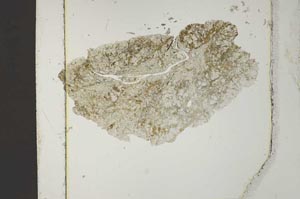 Plane Polarized, S40554