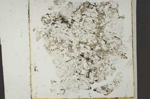 Plane Polarized, S40559