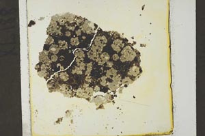 Plane Polarized, S40631
