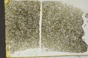 Plane Polarized, S40638