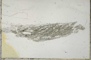 Plane Polarized, S40681/B