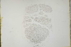 Plane Polarized, S40682