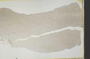 Plane Polarized, S40729