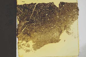 Plane Polarized, S40734
