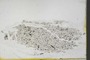 Plane Polarized, S40822