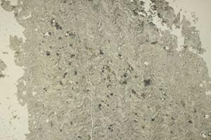 Plane Polarized, S40874/A