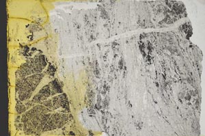 Plane Polarized, S40877