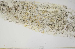 Plane Polarized, S40889