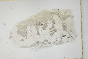 Plane Polarized, S40912
