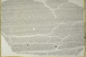 Plane Polarized, S40923