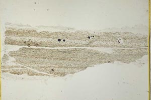 Plane Polarized, S40924