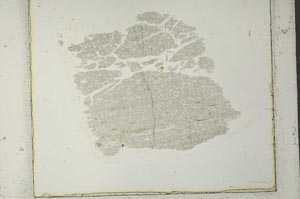 Plane Polarized, S40926