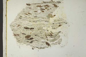 Plane Polarized, S40927