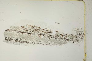 Plane Polarized, S40936