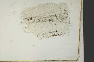 Plane Polarized, S40939