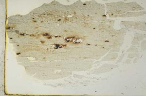 Plane Polarized, S40964