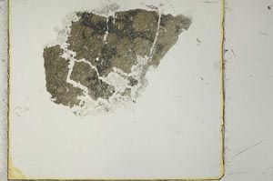 Plane Polarized, S40973