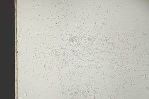 Plane Polarized, S40975