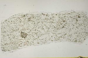 Plane Polarized, S40979