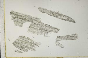 Plane Polarized, S40996