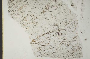 Plane Polarized, S41031