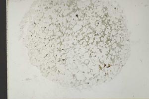 Plane Polarized, S41040