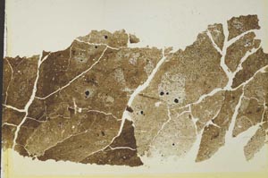 Plane Polarized, S41044