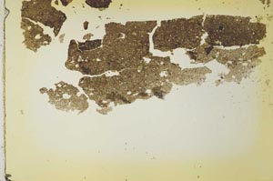 Plane Polarized, S41045/A