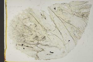 Plane Polarized, S41057