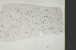 Plane Polarized, S41078