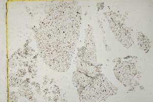 Plane Polarized, S41088