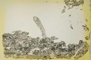 Plane Polarized, S41101